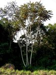 Polyscias fulva