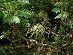 Cussonia arborea