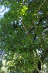 Cussonia arborea