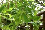Cussonia arborea