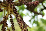 Cussonia arborea