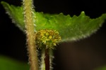 Hydrocotyle mannii