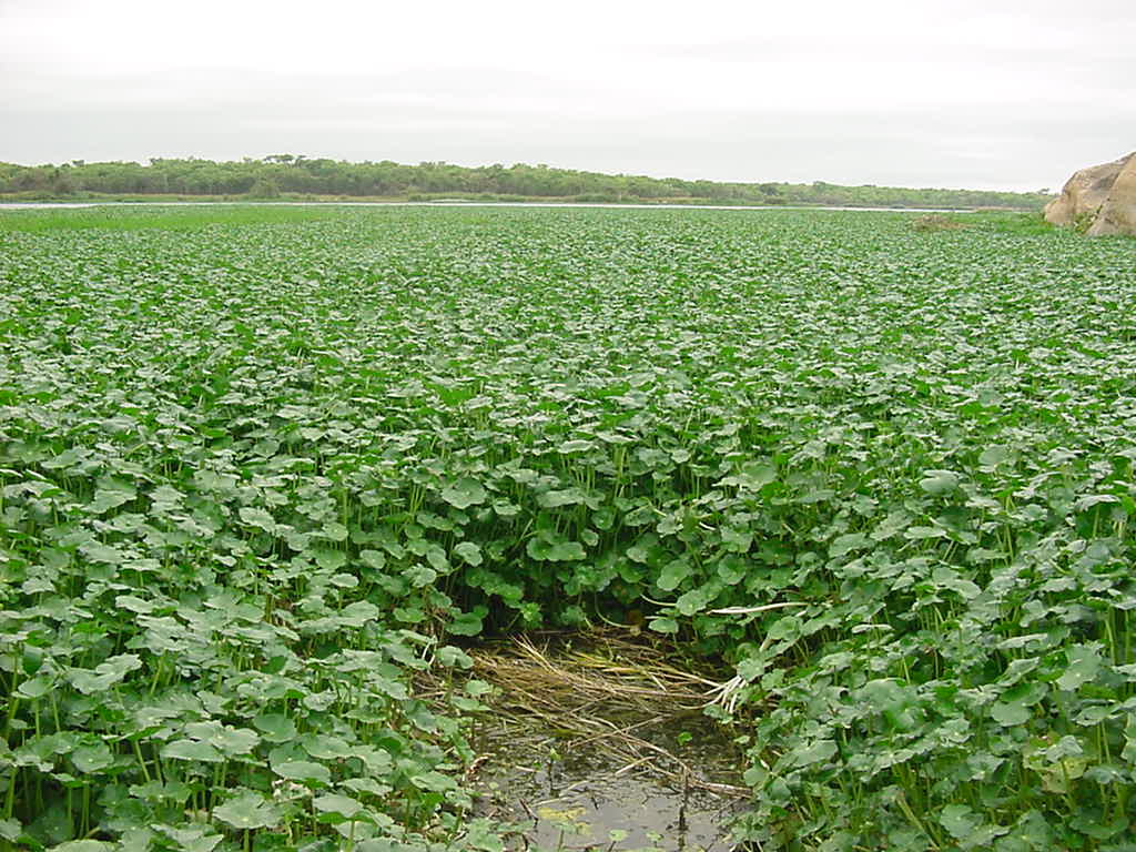 Hydrocotyle ranunculoides