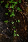 Hydrocotyle sibthorpioides