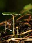 Hydrocotyle sibthorpioides