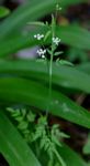 Torilis arvensis