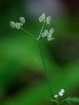 Torilis arvensis