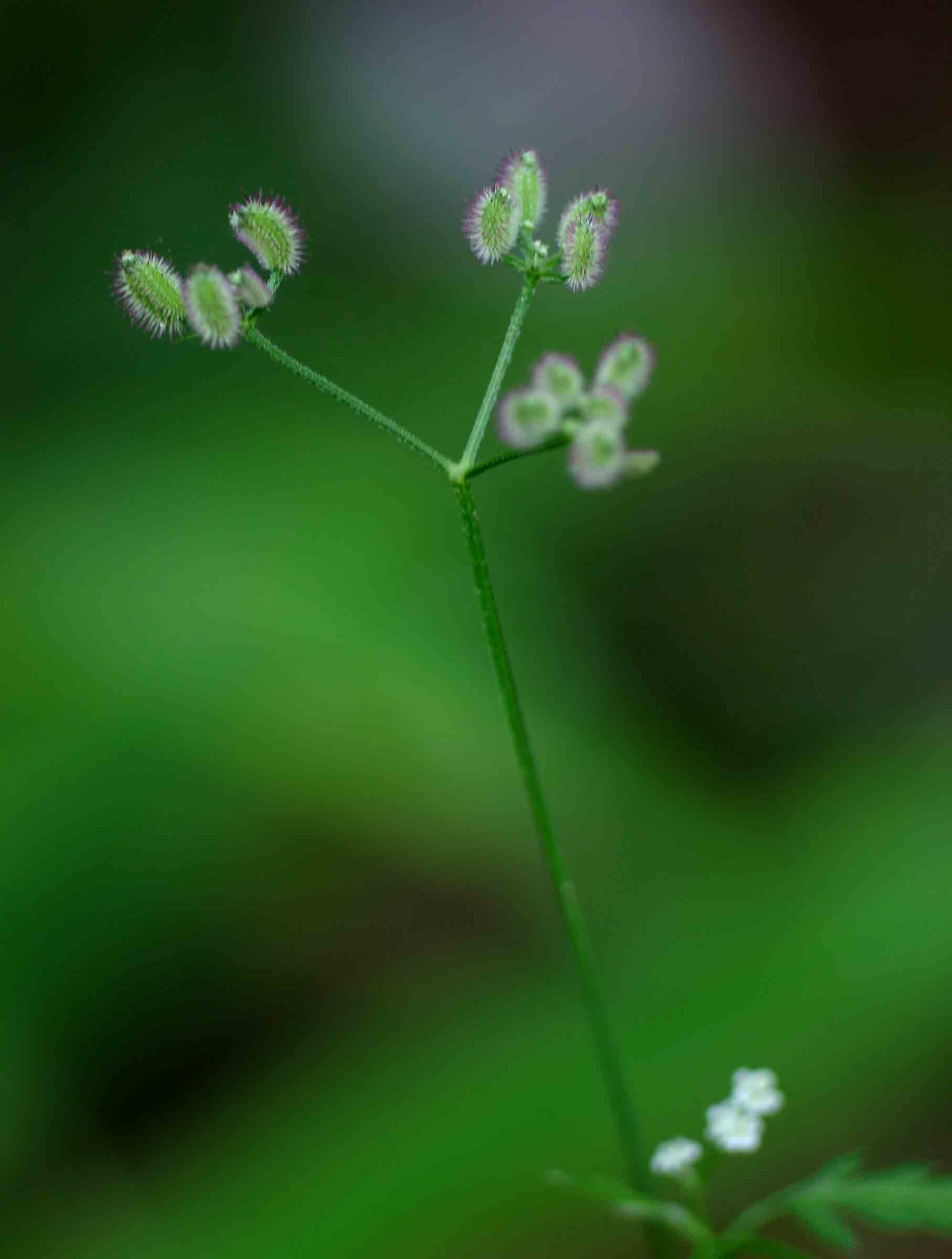 Torilis arvensis