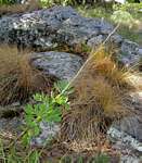 Diplolophium buchananii subsp. swynnertonii