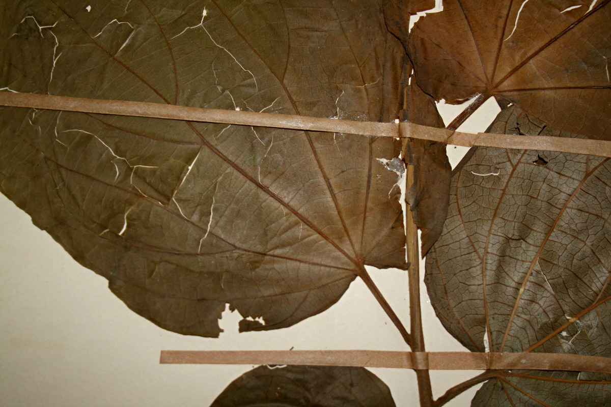 Alangium chinense