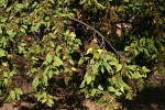 Maesa lanceolata