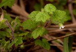 Ardisiandra wettsteinii