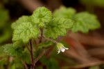 Ardisiandra wettsteinii