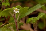 Ardisiandra wettsteinii