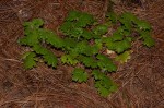 Ardisiandra wettsteinii