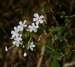 Plumbago zeylanica