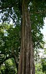Synsepalum brevipes