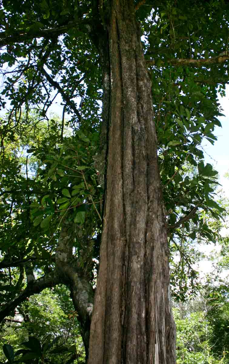Synsepalum brevipes