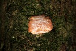 Synsepalum brevipes