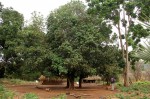 Synsepalum brevipes