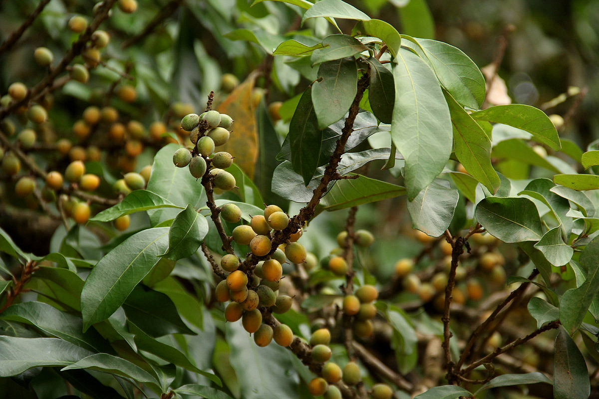 Synsepalum brevipes
