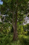 Synsepalum brevipes