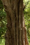 Synsepalum brevipes