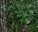 Synsepalum brevipes