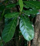 Synsepalum brevipes
