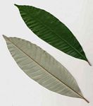 Chrysophyllum gorungosanum