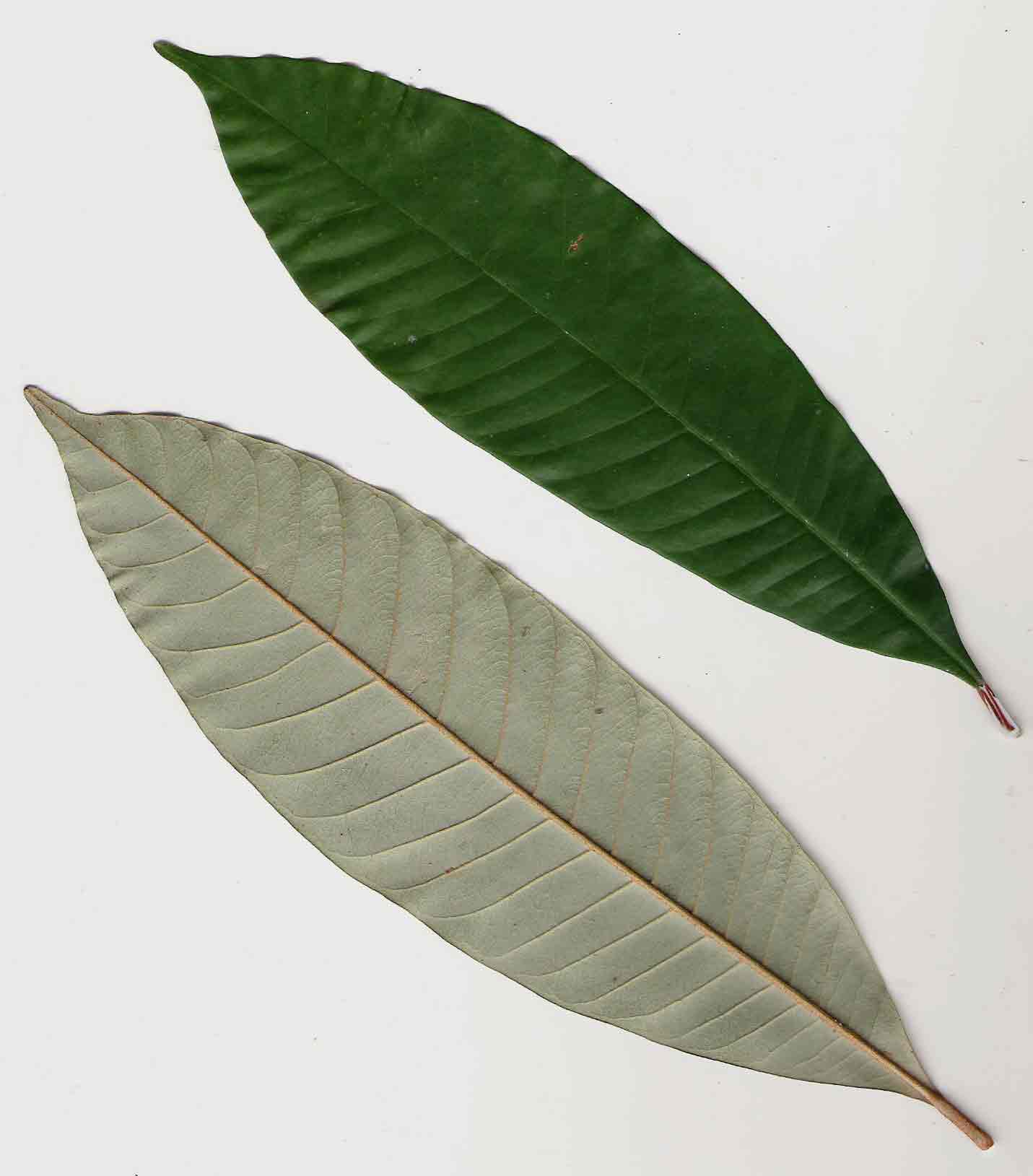 Chrysophyllum gorungosanum