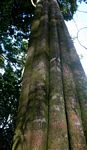 Chrysophyllum gorungosanum
