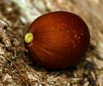 Chrysophyllum gorungosanum