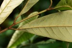 Chrysophyllum gorungosanum