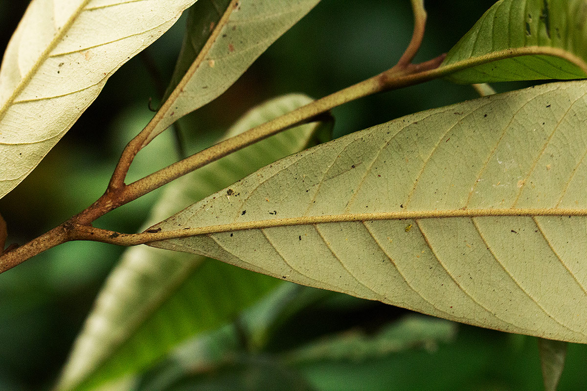 Chrysophyllum gorungosanum
