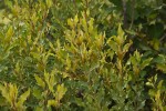 Euclea divinorum