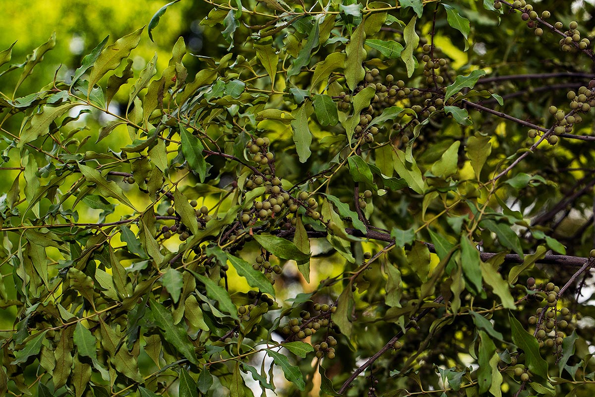 Euclea divinorum