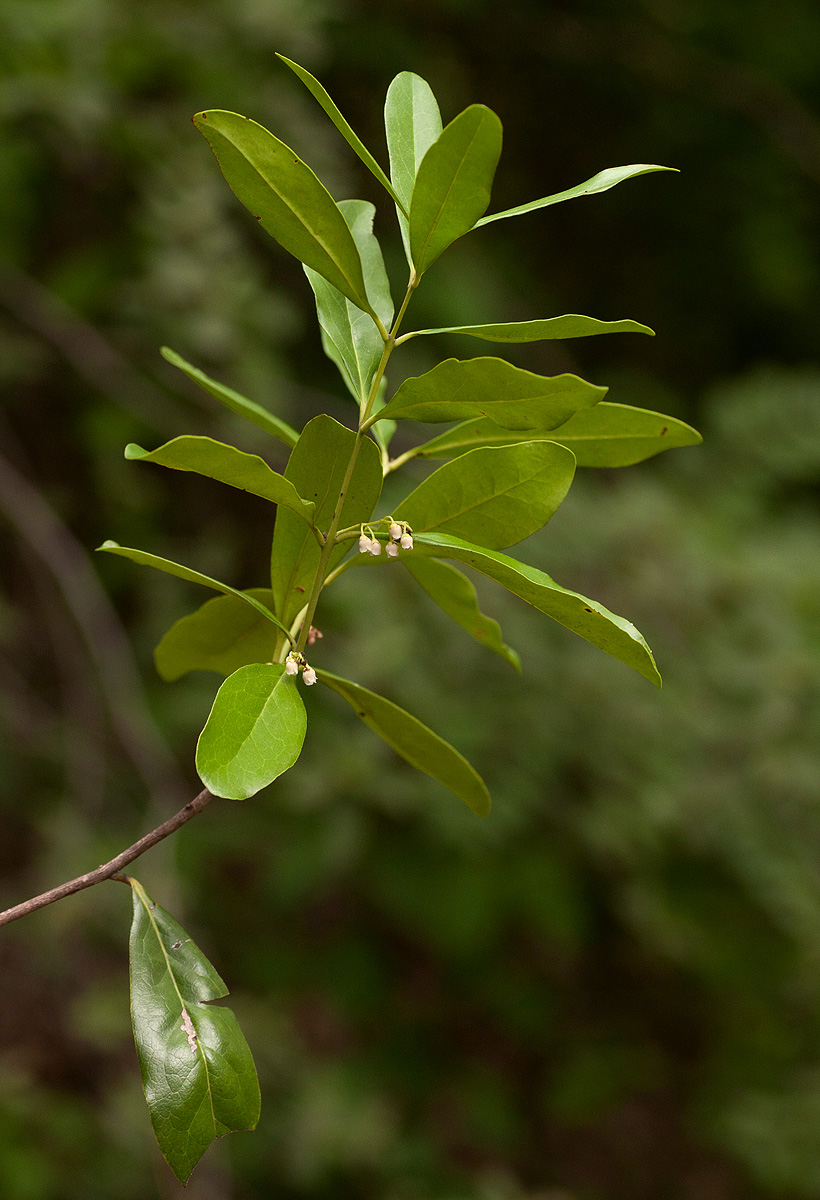 Euclea schimperi