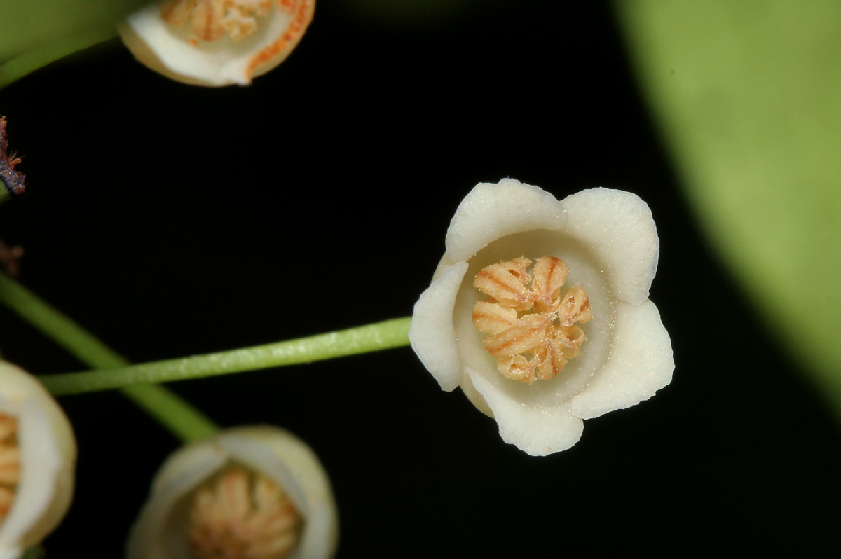 Euclea schimperi