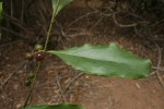 Euclea schimperi