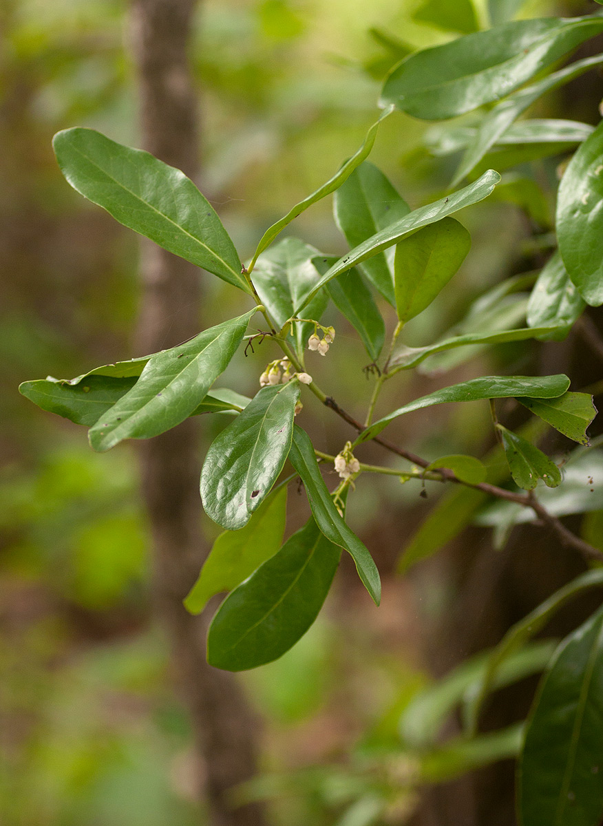 Euclea schimperi