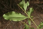 Euclea schimperi