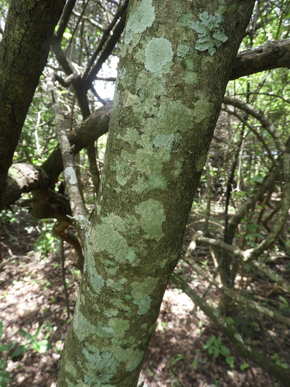 Euclea schimperi
