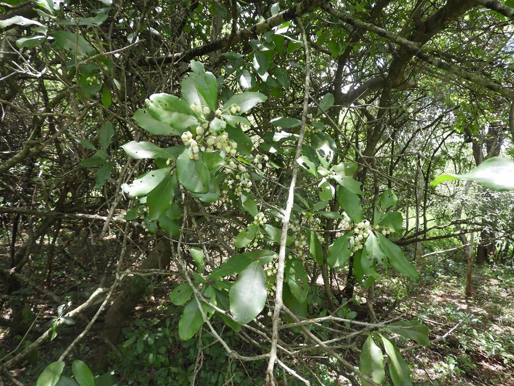 Euclea schimperi