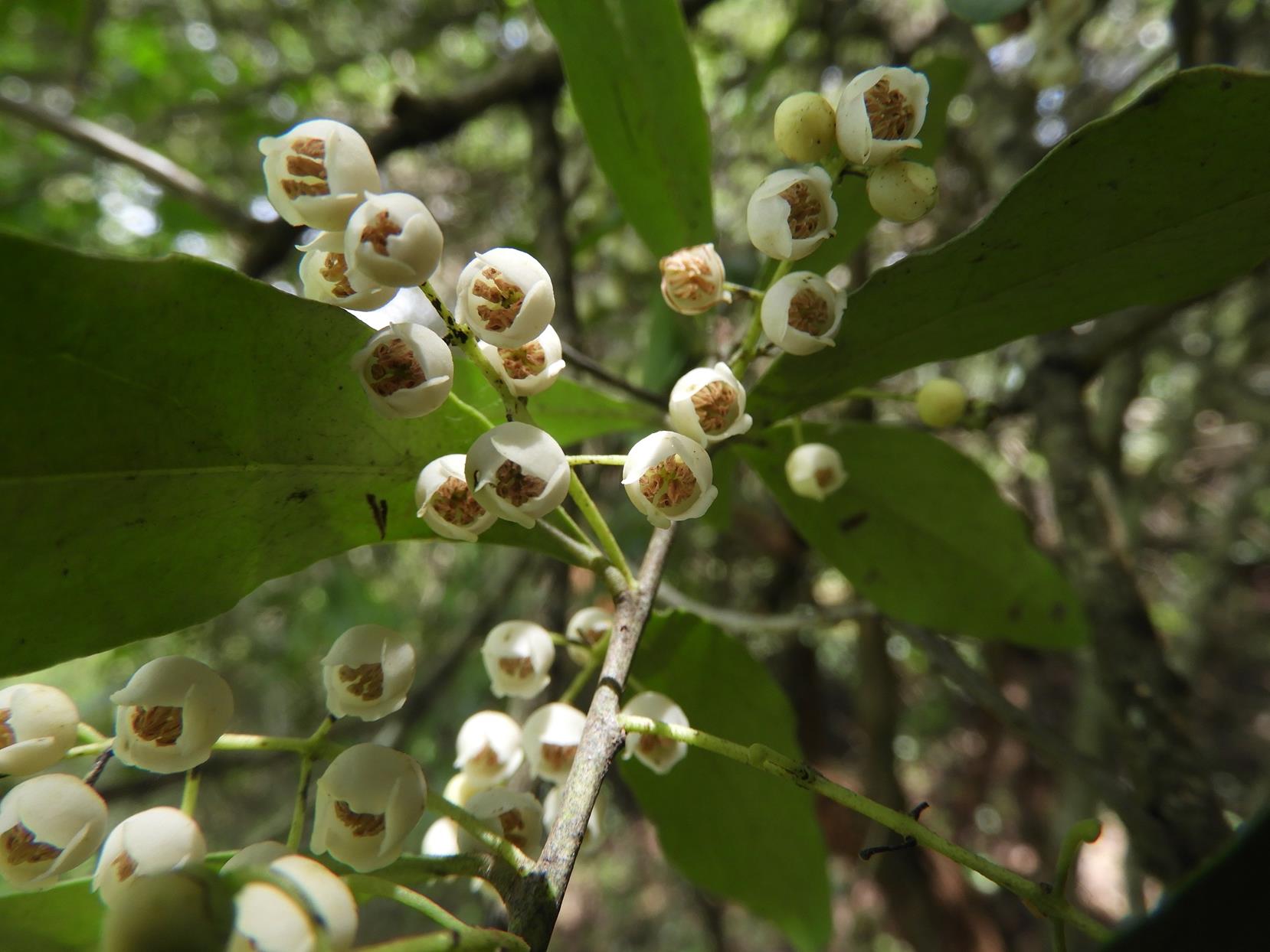 Euclea schimperi