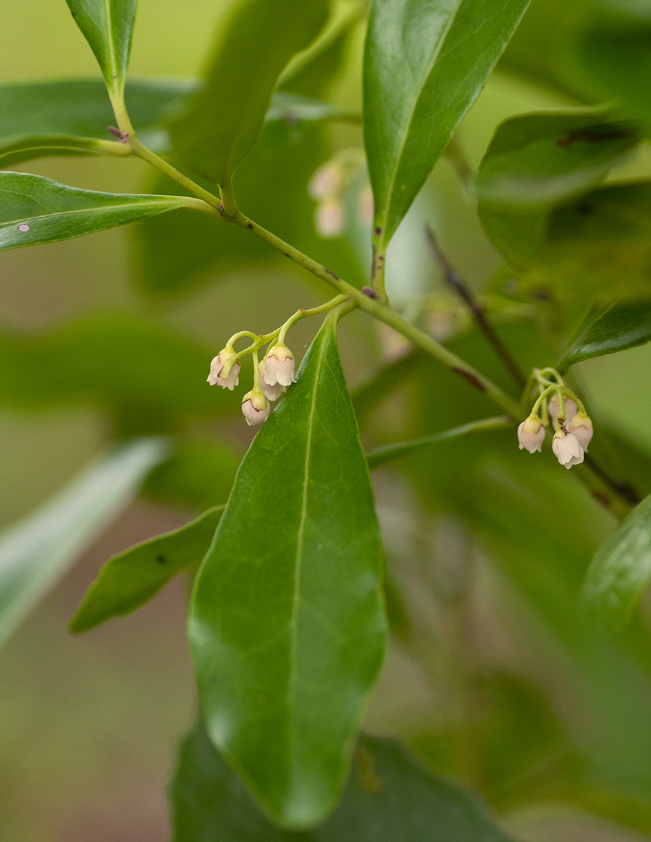 Euclea schimperi