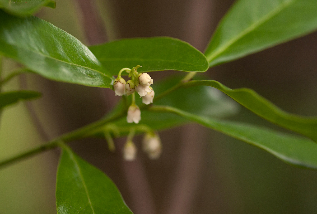 Euclea schimperi