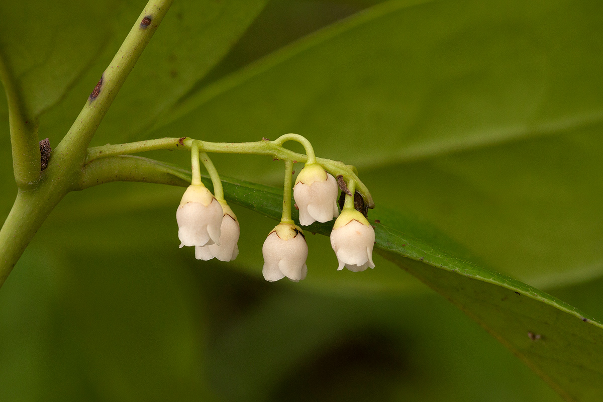 Euclea schimperi
