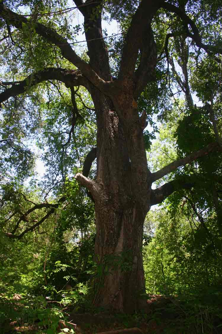 Diospyros mespiliformis