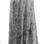 Diospyros mespiliformis